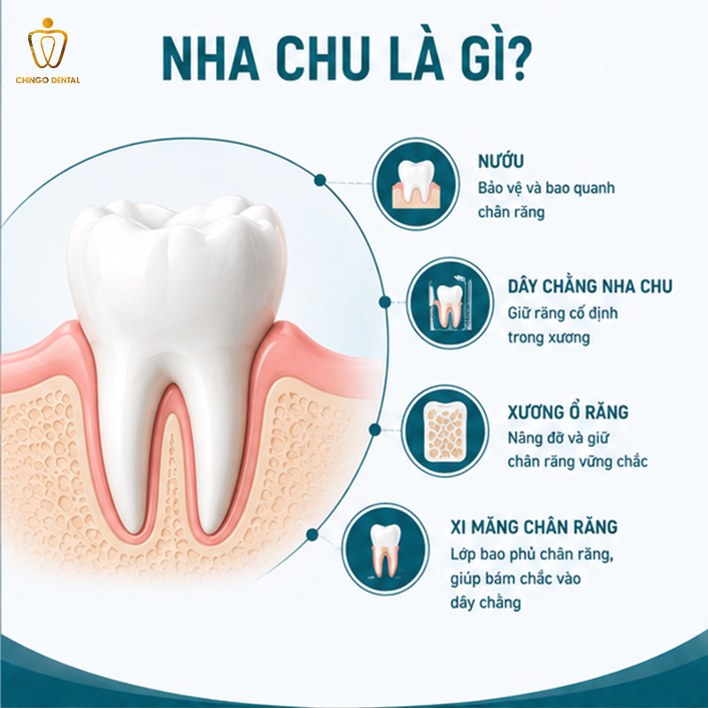 Bệnh Nha Chu Là Gì? Dấu Hiệu, Nguyên Nhân Và Cách Điều Trị Hiệu Quả 1 nha chu là gì