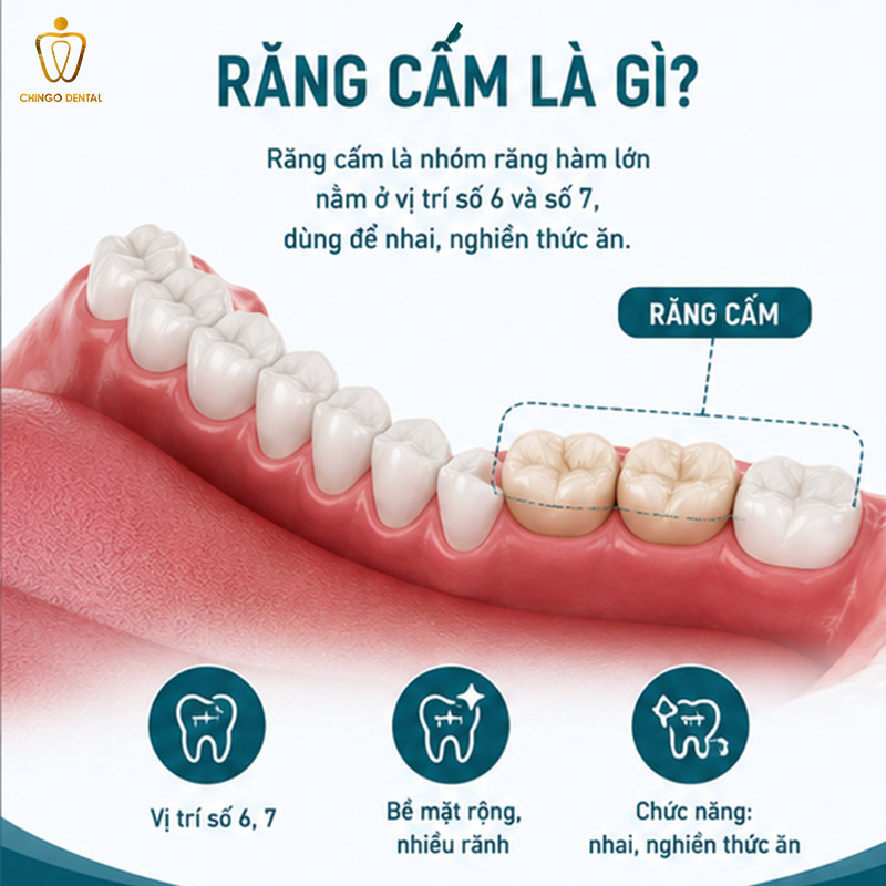 Răng Cấm Là Gì? Phân Biệt Với Răng Khôn, Vị Trí Và Cách Nhận Biết Chính Xác 44 răng cấm là gì