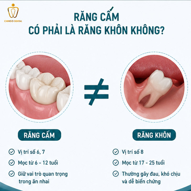 Răng Cấm Là Gì? Phân Biệt Với Răng Khôn, Vị Trí Và Cách Nhận Biết Chính Xác 2 răng cấm là răng gì