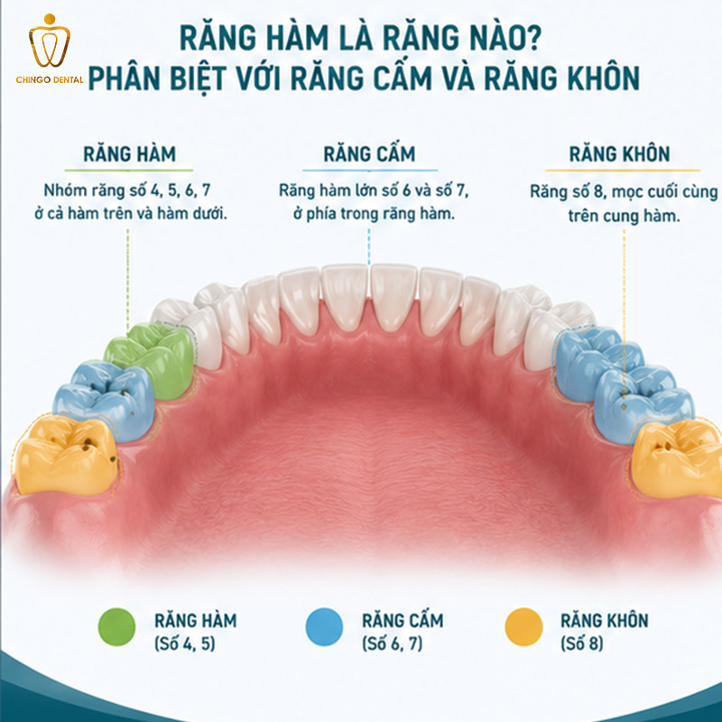 Răng Cấm Là Gì? Phân Biệt Với Răng Khôn, Vị Trí Và Cách Nhận Biết Chính Xác 4 răng cấm