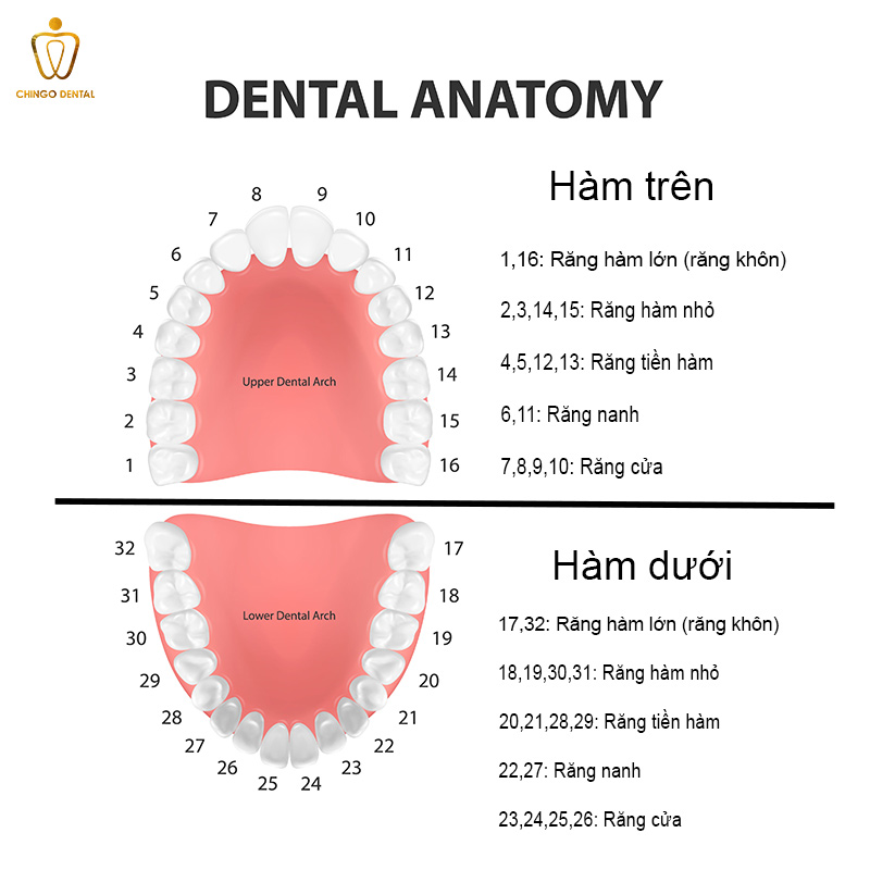 cách làm hết nhức răng vĩnh viễn