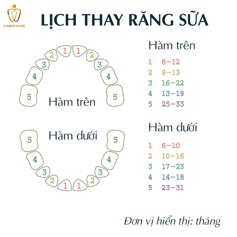 Cẩm Nang Toàn Diện Về Răng Sữa: Những Điều Cha Mẹ Cần Biết Để Bảo Vệ Nụ Cười Đầu Đời Của Bé 3 lịch thay răng sữa