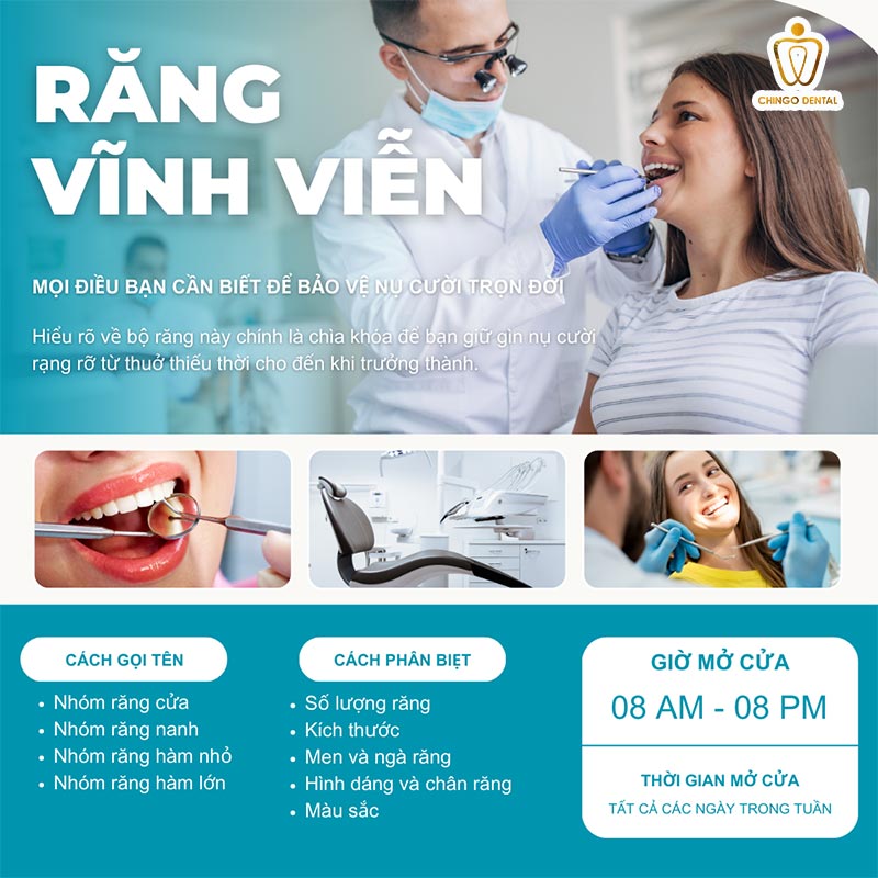 sơ đồ răng vĩnh viễn