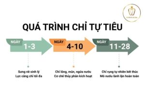 Chỉ tự tiêu nha khoa - thời gian tiêu và cẩm nang chăm sóc từ chuyên gia 3 chỉ tự tiêu nha khoa