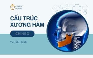 Xương Hàm Là Gì? Cấu Trúc Và Các Bệnh Lý Thường Gặp 1 xương hàm