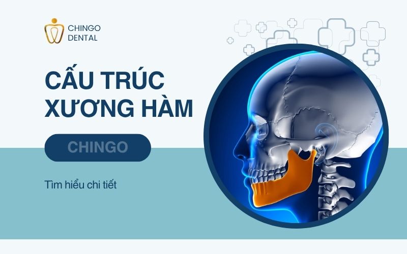 Xương Hàm Là Gì? Cấu Trúc Và Các Bệnh Lý Thường Gặp 10 xương hàm