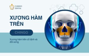 Xương Hàm Là Gì? Cấu Trúc Và Các Bệnh Lý Thường Gặp 2 xương hàm