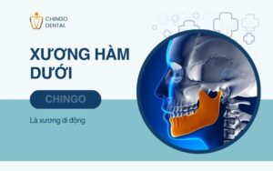 Xương Hàm Là Gì? Cấu Trúc Và Các Bệnh Lý Thường Gặp 3 xương hàm